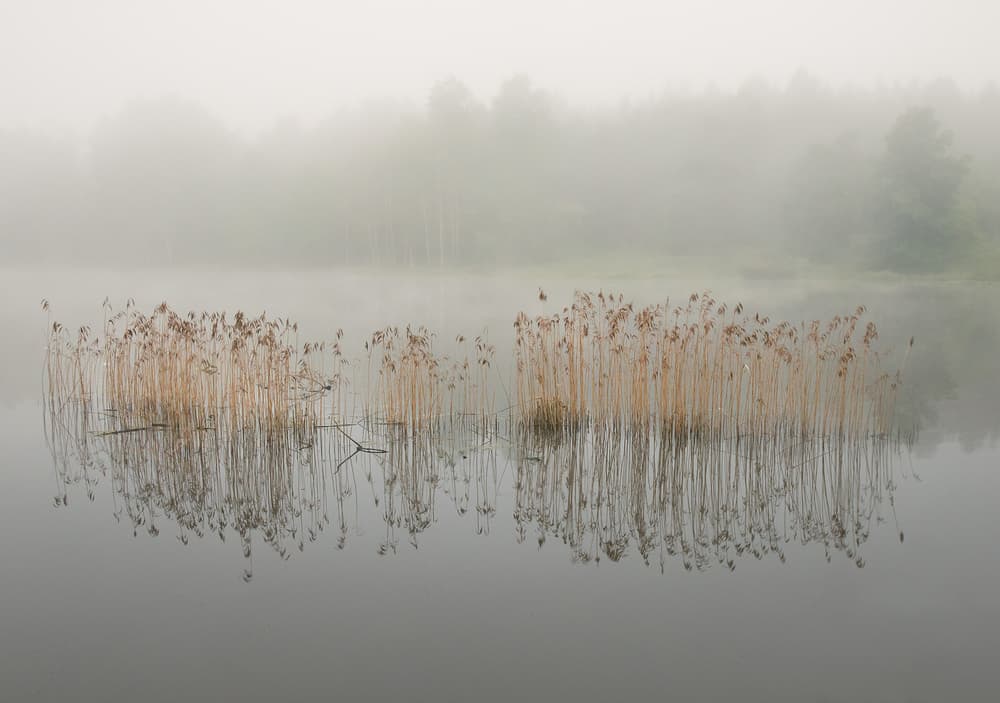 Misty Reeds Reflection by Christian Lindsten — canvas wall art