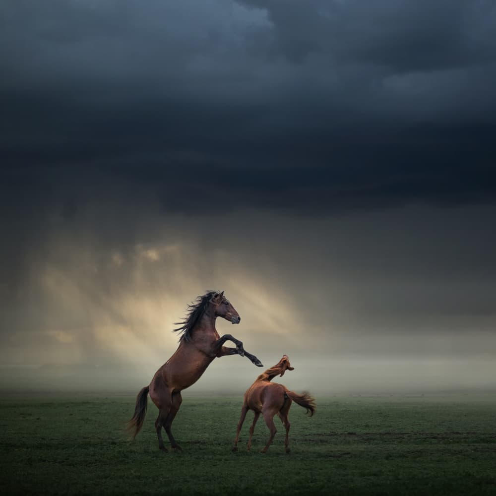 Wild Horses Stormy Sky by Hüseyin Taşkın — canvas wall art