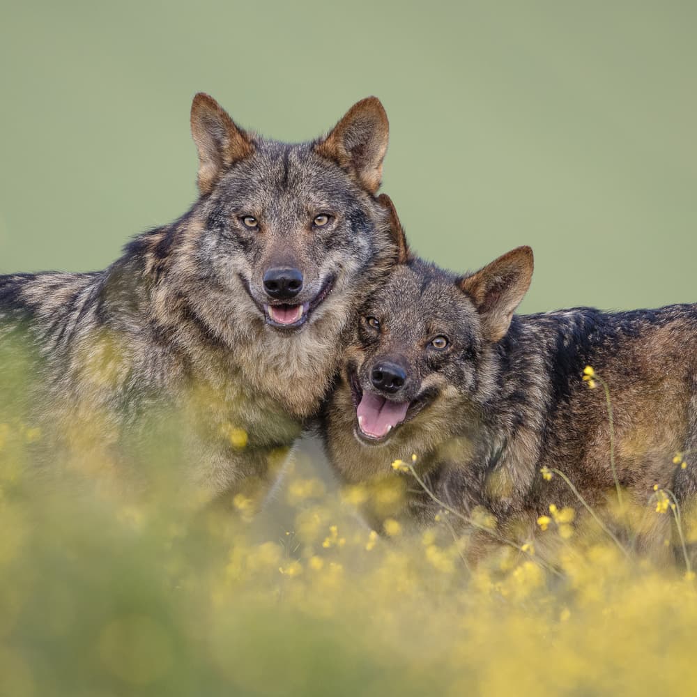 Smiling Wolves in Bloom by fegari — canvas wall art