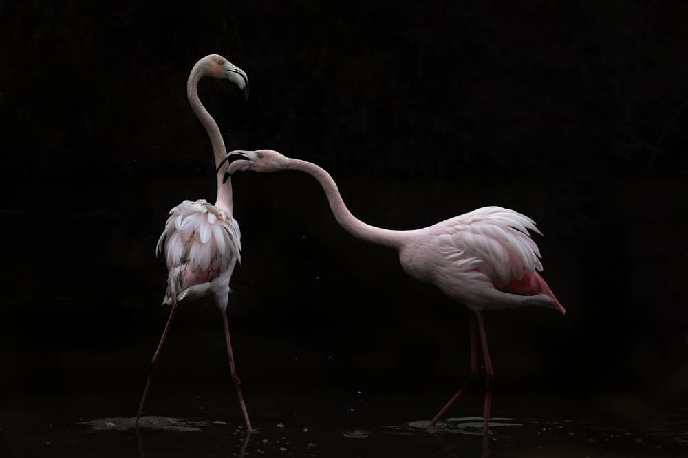 Elegant Pink Flamingos by Martine Benezech — canvas wall art