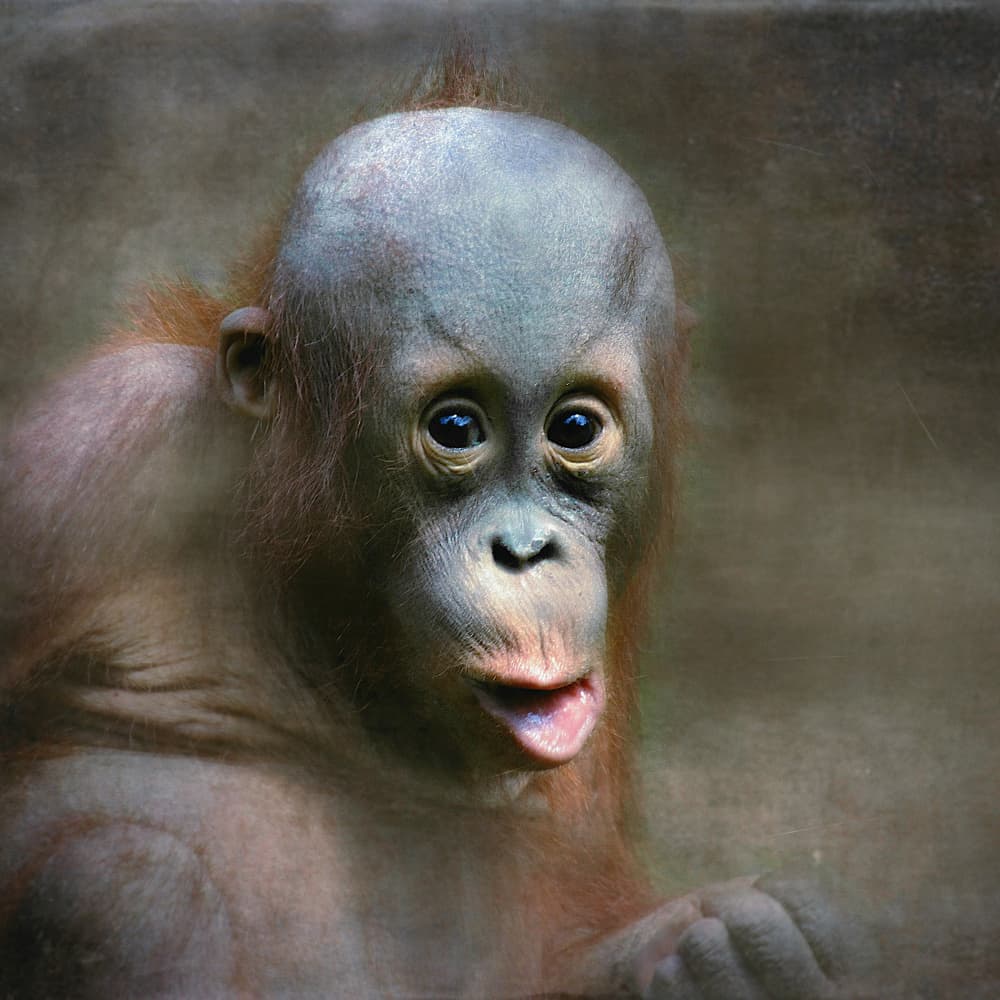 Curious Baby Orangutan by Holger Droste — canvas wall art