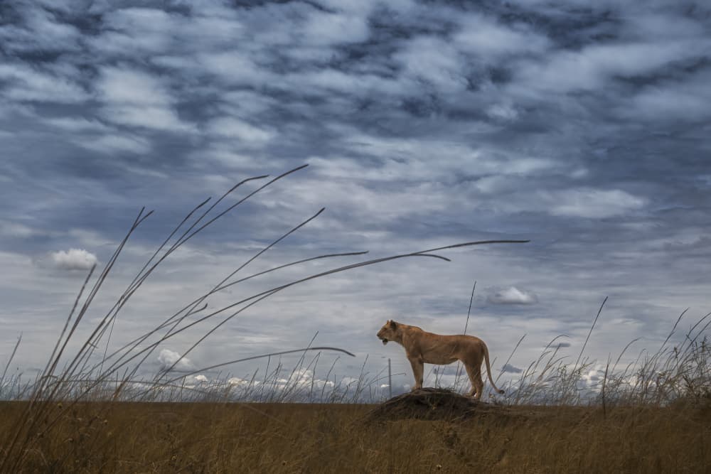Lone Lioness Sentinel by Roberto Marchegiani — canvas wall art