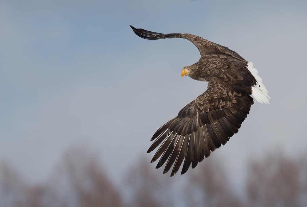 Powerful Eagle Soaring by C.S. Tjandra — canvas wall art