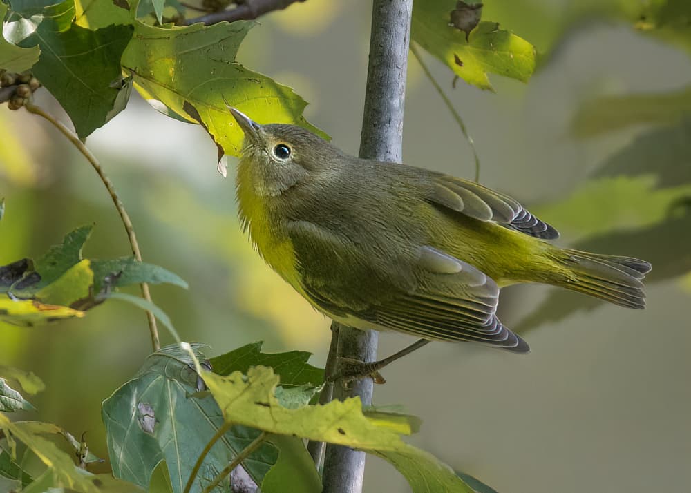 Curious Green Warbler by Robert Zhang — canvas wall art
