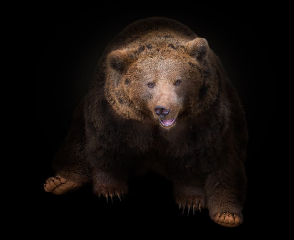 Powerful Brown Bear by Helena GARCIA HUERTAS — canvas wall art