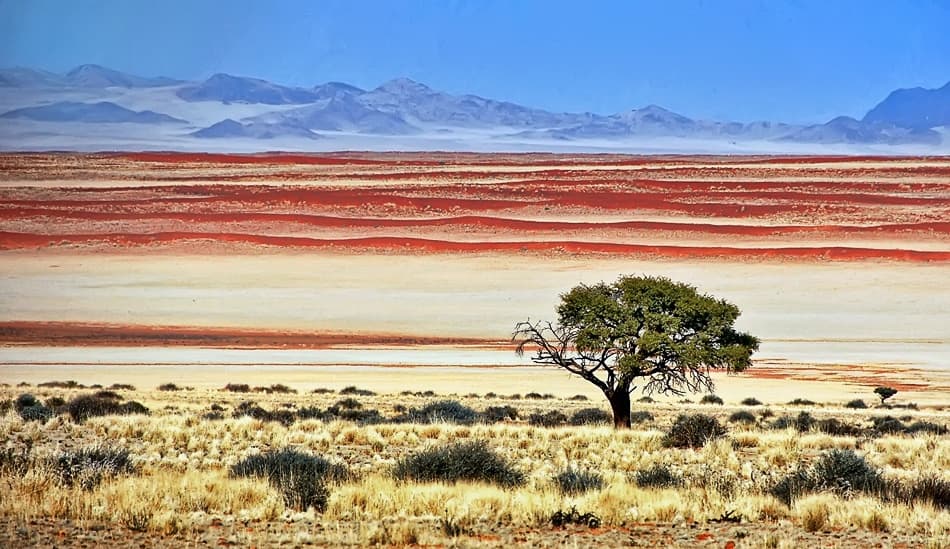 Solitary Desert Tree by Izidor Gasperlin — canvas wall art