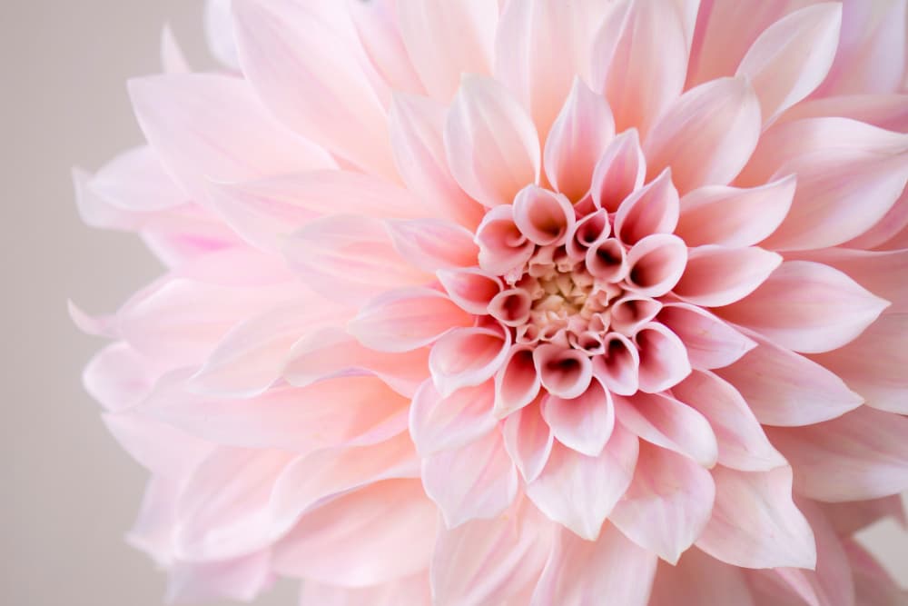 Pink Dahlia Bloom by Crystal Lynn Collins — canvas wall art