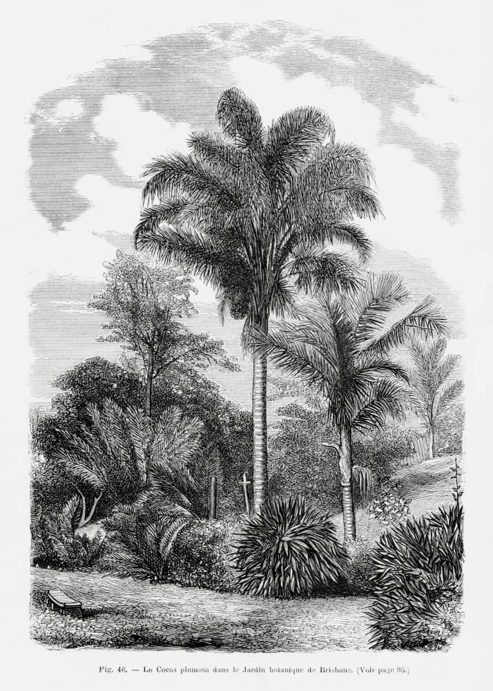 Vintage Palm Tree Drawing Vi by Les Palmiers Histoire Iconographique — canvas wall art