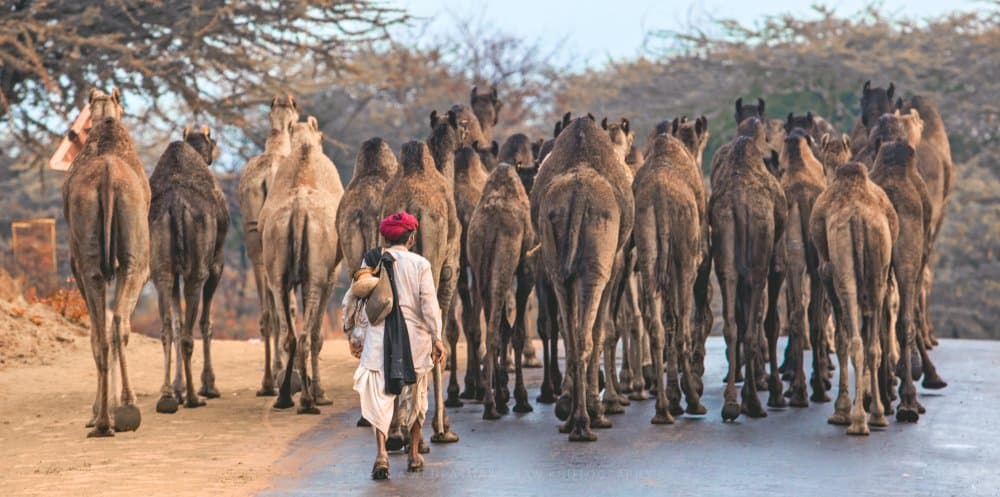 Desert Camel Caravan by Rahul Wedpathak — canvas wall art