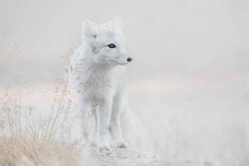 Serene Arctic Fox by Roelof de Hoog — canvas wall art