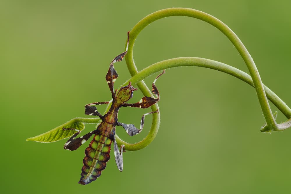 Camouflaged Leaf Insect by Phat Dao Tan — canvas wall art