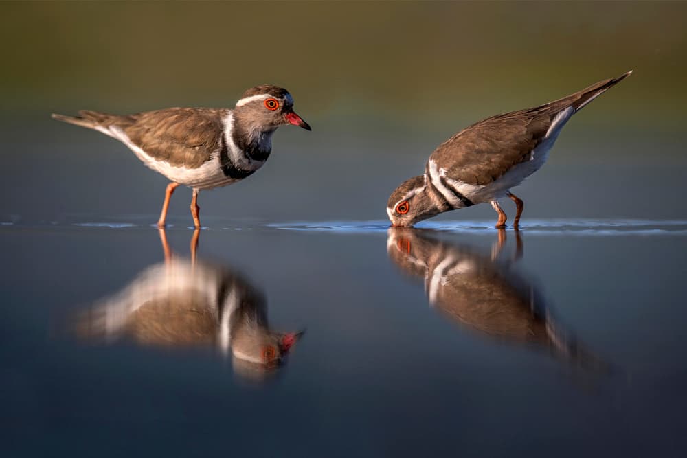 Wading Birds Reflection by Xavier Ortega — canvas wall art