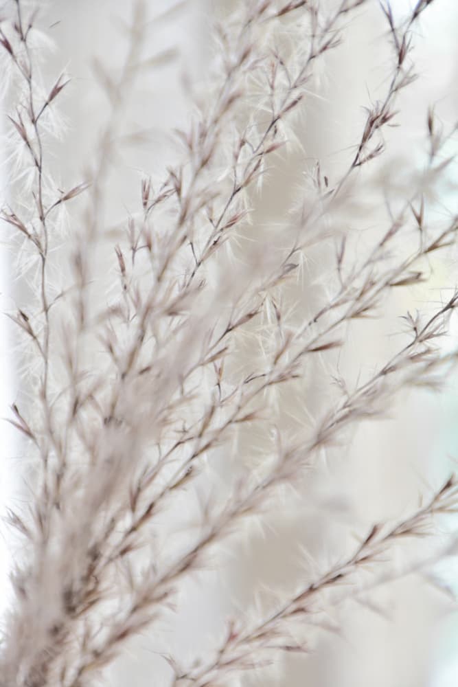 Soft Botanical Serenity by Christina Sillen — canvas wall art