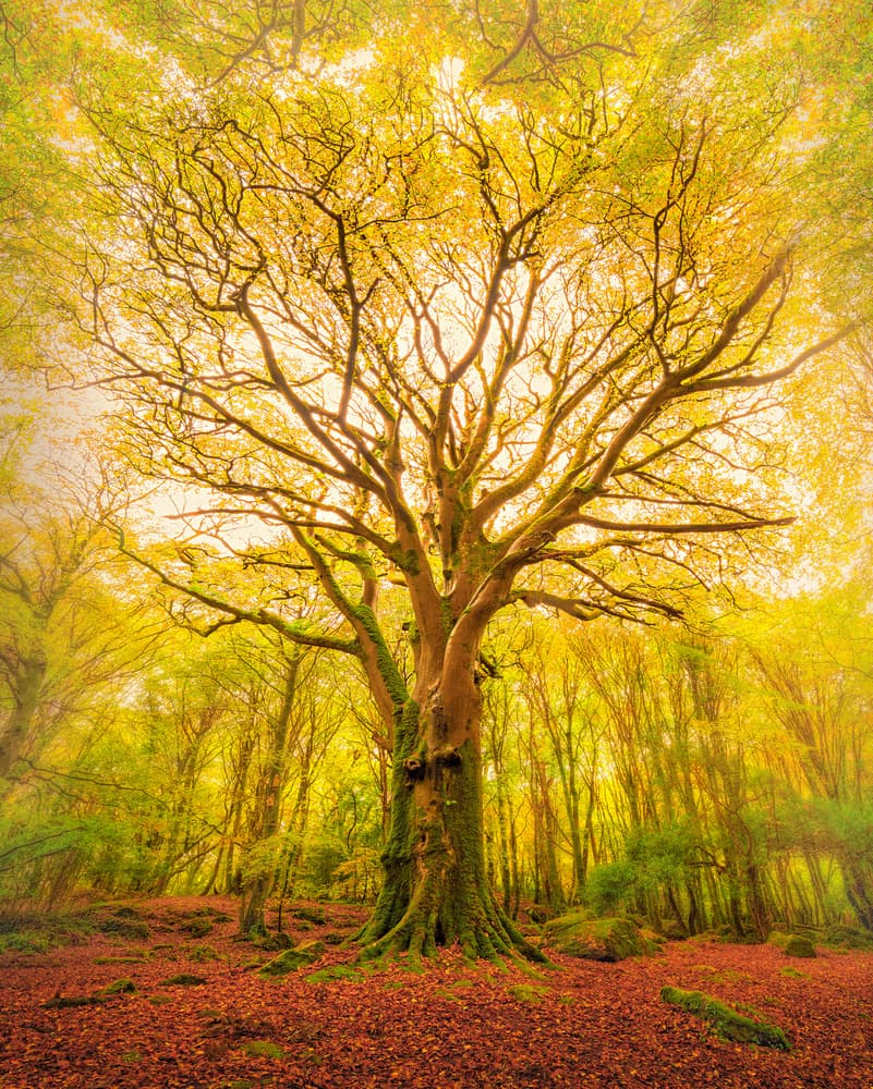 Ancient Golden Forest Tree by Matt Anderson — canvas wall art