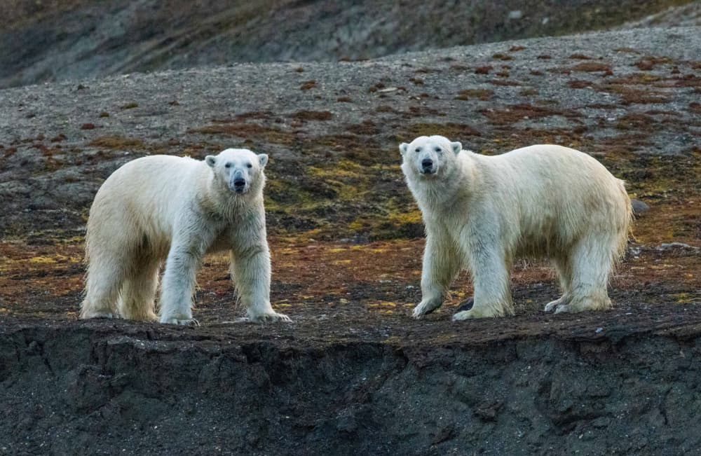 Two Arctic Polar Bears by Manish Nagpal — canvas wall art