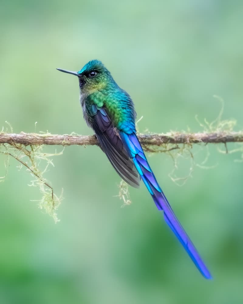 Vibrant Long-Tailed Hummingbird by Siyu_Wei APA — canvas wall art