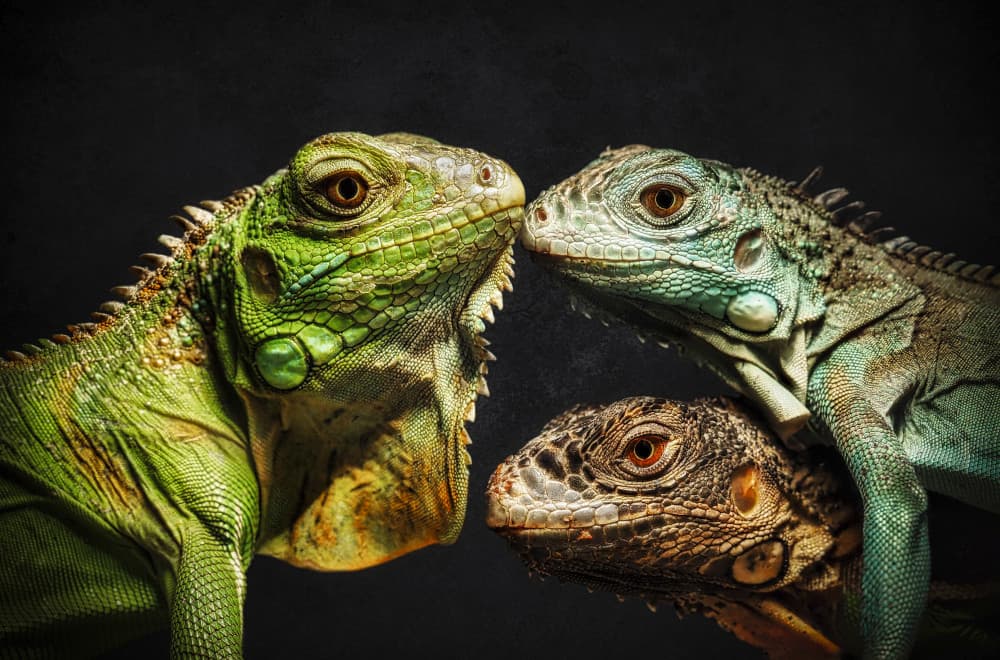 Colorful Iguana Trio by Anchor Lee — canvas wall art