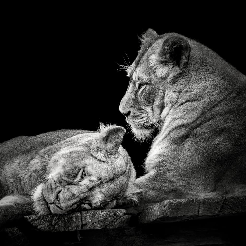 Peaceful Lioness Pair by Christian Meermann — canvas wall art