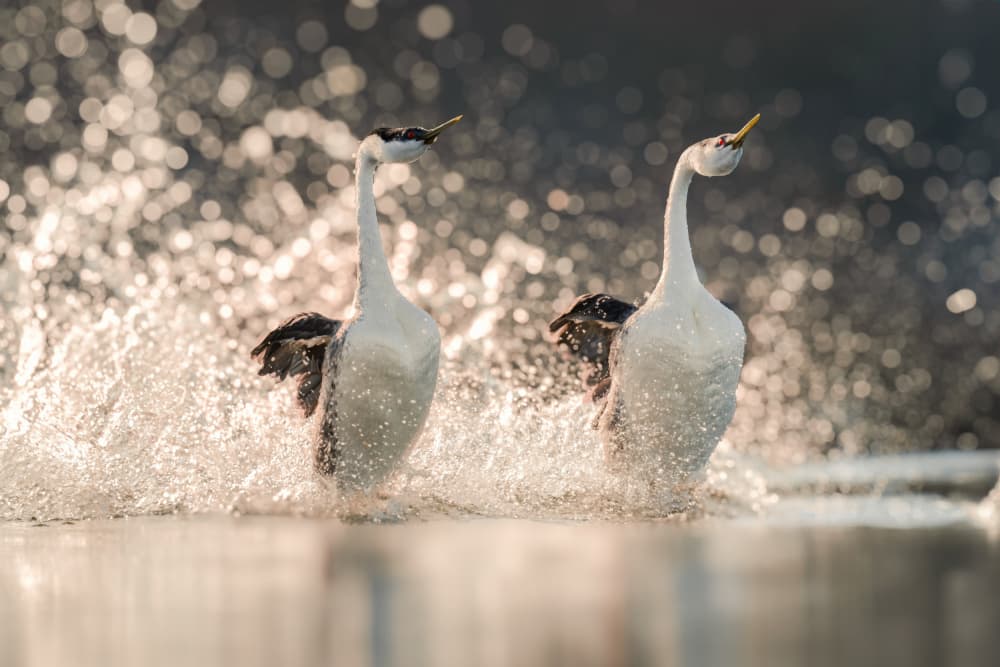 Western Grebes Dance by Jinchao Lyu — canvas wall art