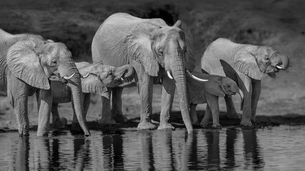 Elephant Family at Water by Siyu_Wei APA — canvas wall art
