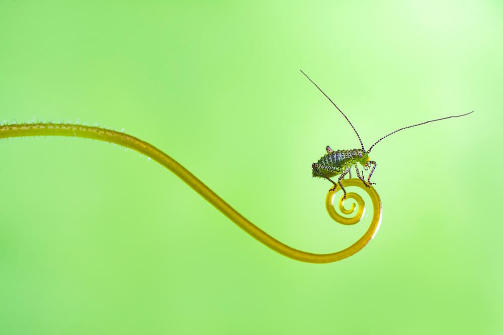 Green Bug Tendril Swirl by Kutub Uddin — canvas wall art