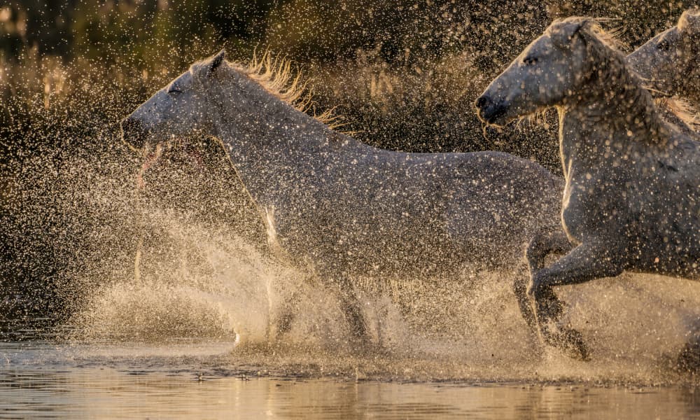 Splashing White Horses by Isabelle DUPONT — canvas wall art