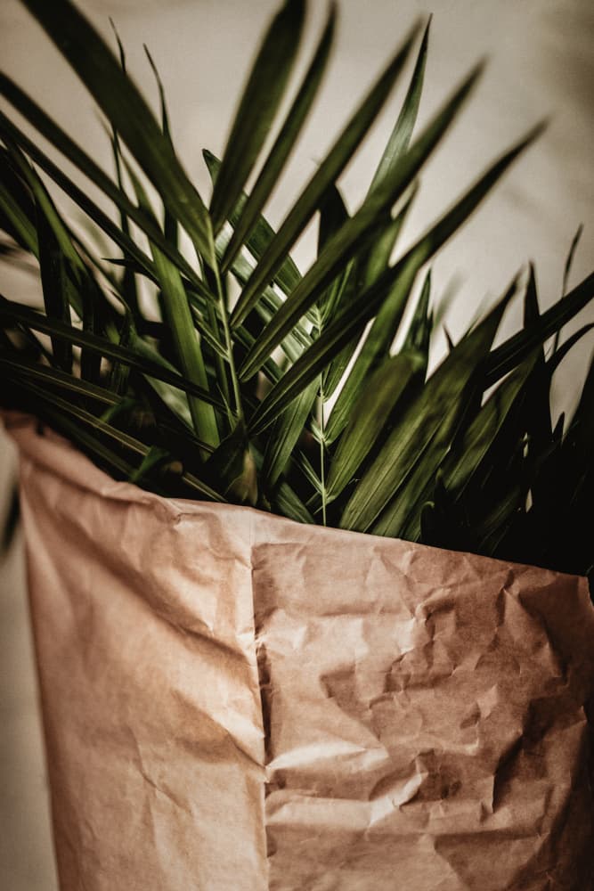 Green Leaves Paper Bag by Tim Mossholder — canvas wall art