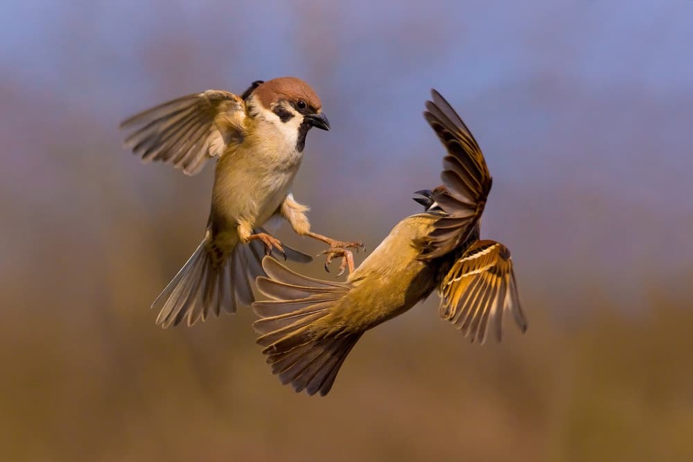Sparrows in Midair Battle by Petar Sabol — canvas wall art
