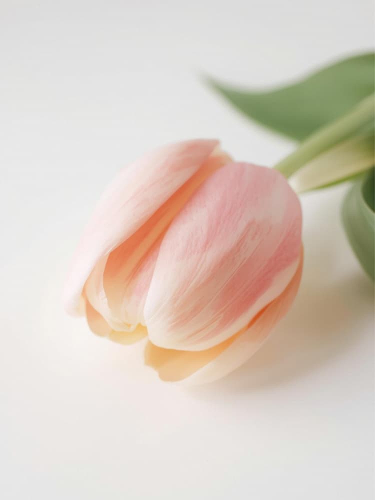 Soft Pink Bloom by Ohkimiko — canvas wall art