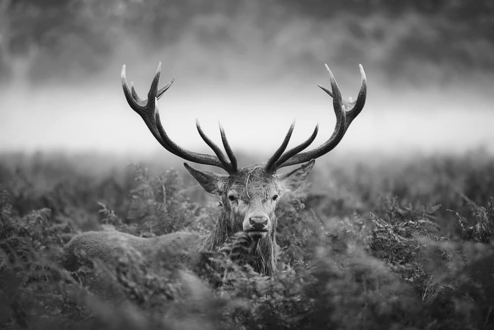 Majestic Stag in Mist by Robert Fabrowski — canvas wall art
