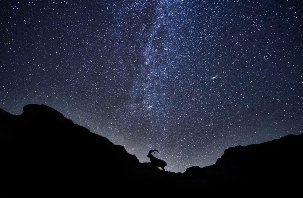 Mountain Goat Starry Night by Charly Lataste — canvas wall art