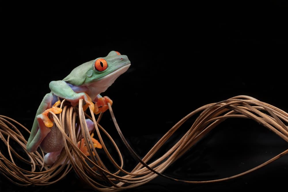 Red-eyed Tree Frog on Vines by Linda D Lester — canvas wall art
