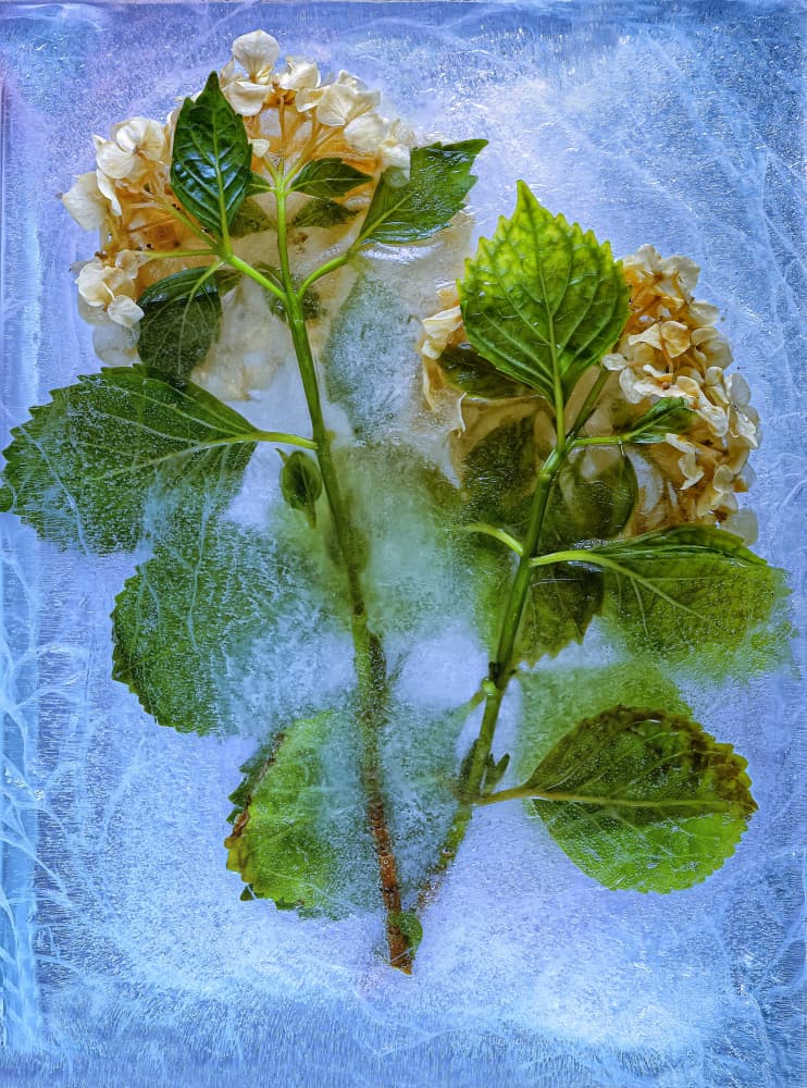 Frozen Hydrangea Blooms by Secundino Losada — canvas wall art