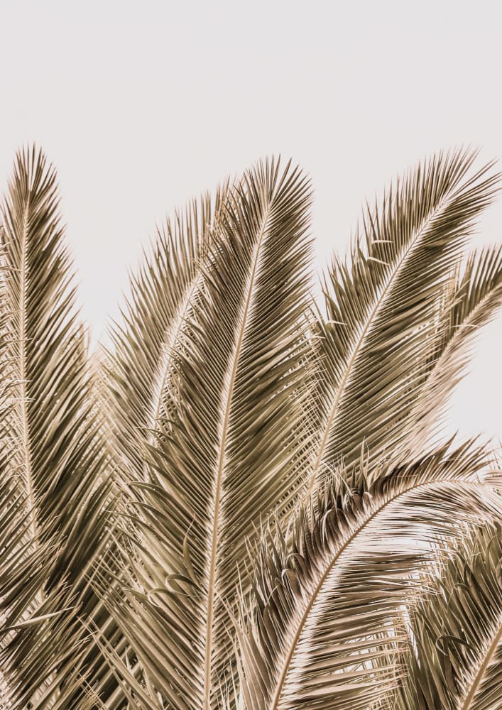 Windswept Palms by Shot by Clint — canvas wall art