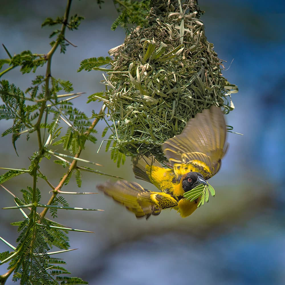 Weaver Bird Building Nest by Hua Zhu — canvas wall art