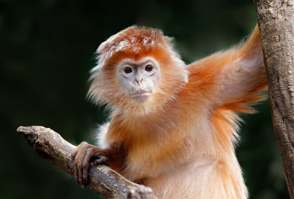 Curious Orange Monkey by Carles Just — canvas wall art