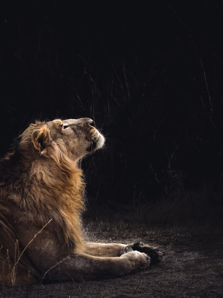 Majestic Lion Looking Up by Kanchan Singodia — canvas wall art
