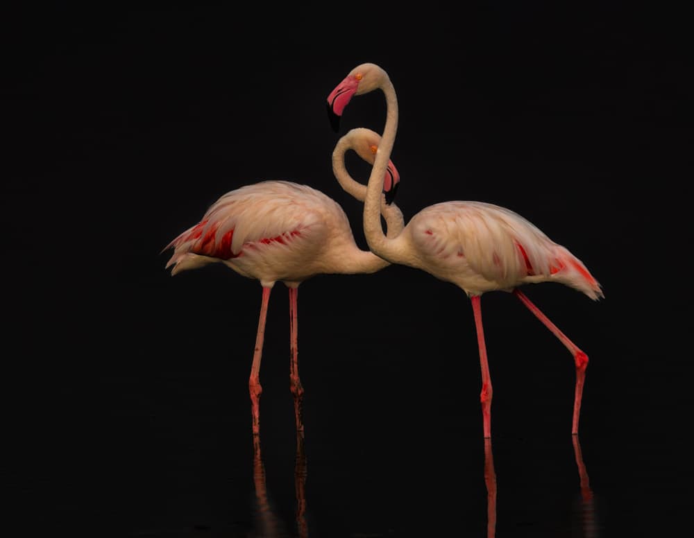 Elegant Flamingo Embrace by MIN LI — canvas wall art