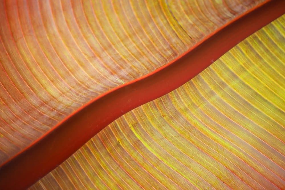 Radiant Leaf Detail by Robin Wechsler — canvas wall art