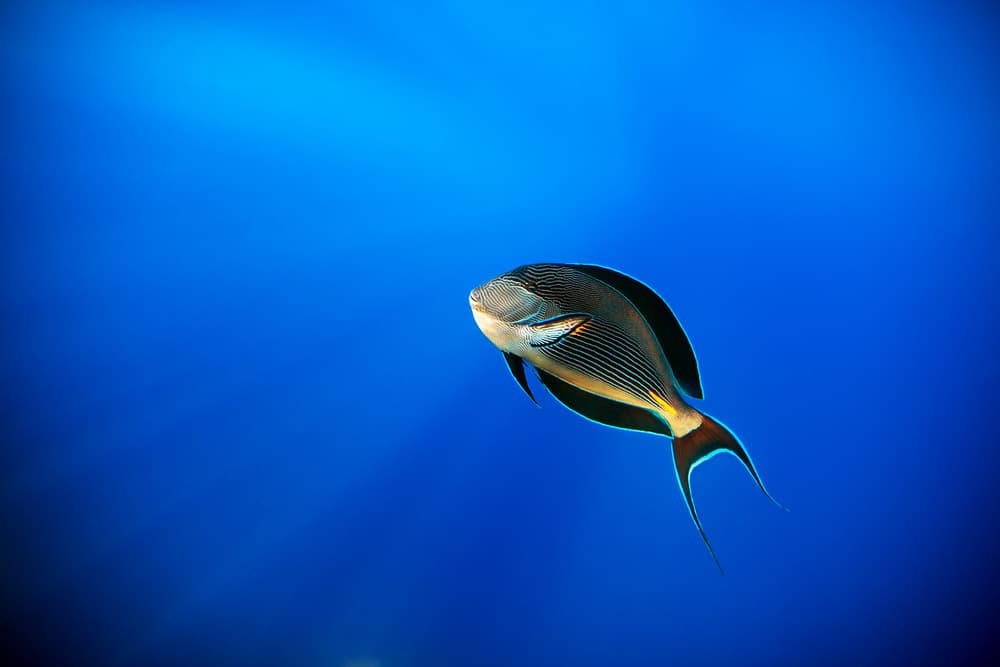 Deep Blue Swimmer by Alessandro Catta — canvas wall art