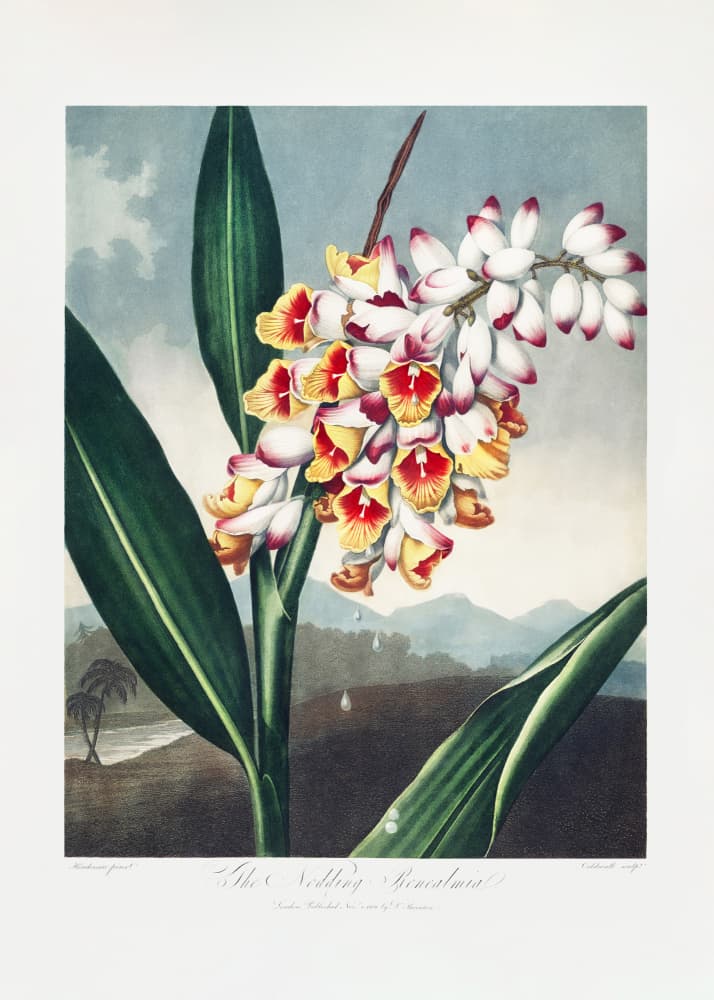 The Nodding Renealmia from The Temple of Flora (1807) by Robert John Thornton — canvas wall art