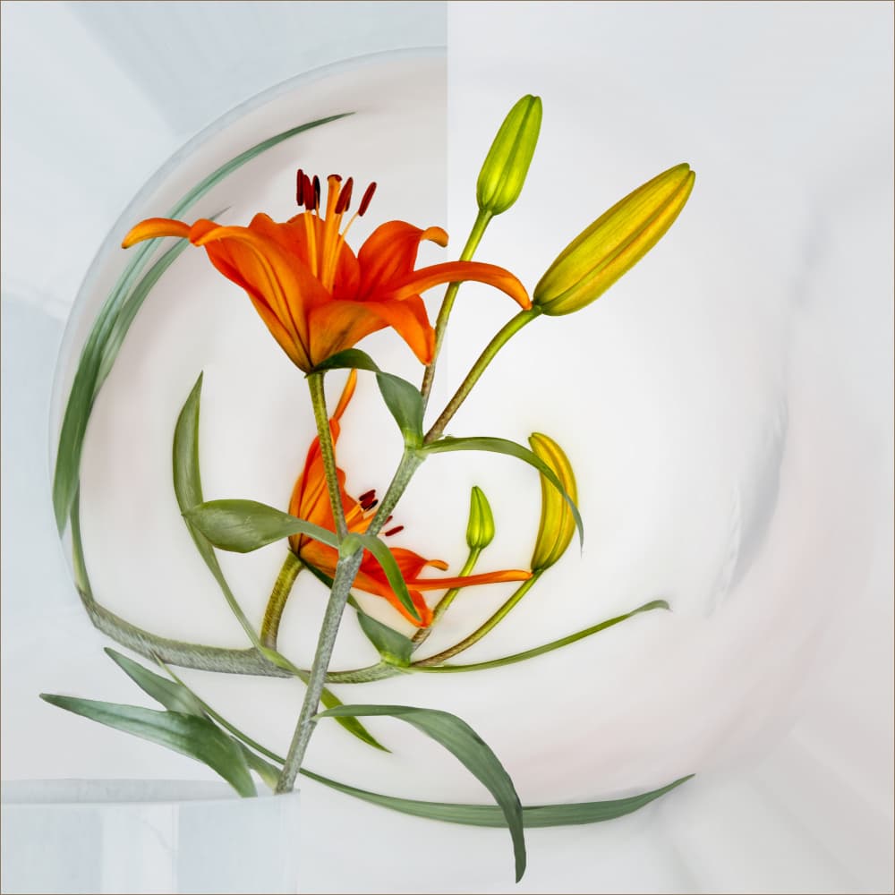 Vibrant Orange Lily by Gilbert Claes — canvas wall art