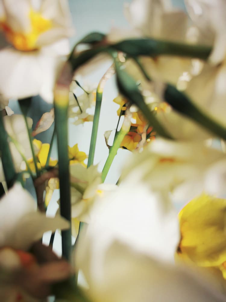 Soft Yellow Daffodils by Angelo Cerantola — canvas wall art