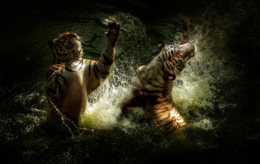Splashing Tigers Action by Antonyus Bunjamin (Abe) — canvas wall art