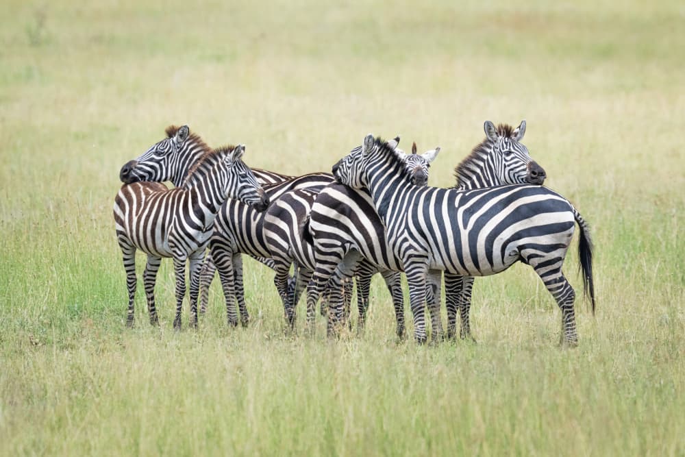 African Zebras Herd by Jeffrey C. Sink — canvas wall art