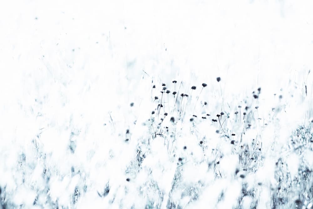 Ethereal Field Flowers by Tal Paz-Fridman — canvas wall art