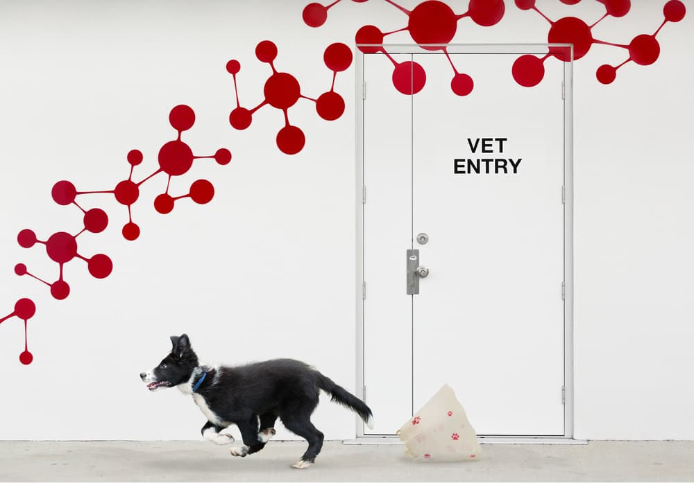Puppy's Vet Escape by Jacqueline Hammer — canvas wall art