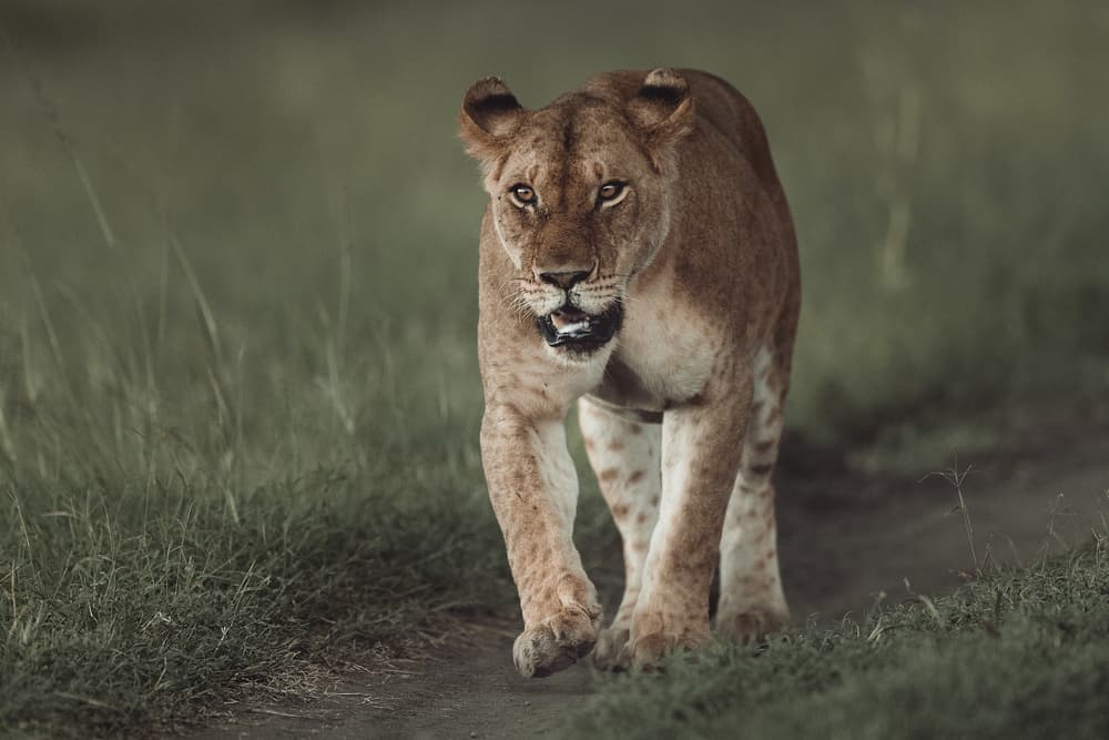 Powerful Lioness Stride by Ahmed Sobhi — canvas wall art