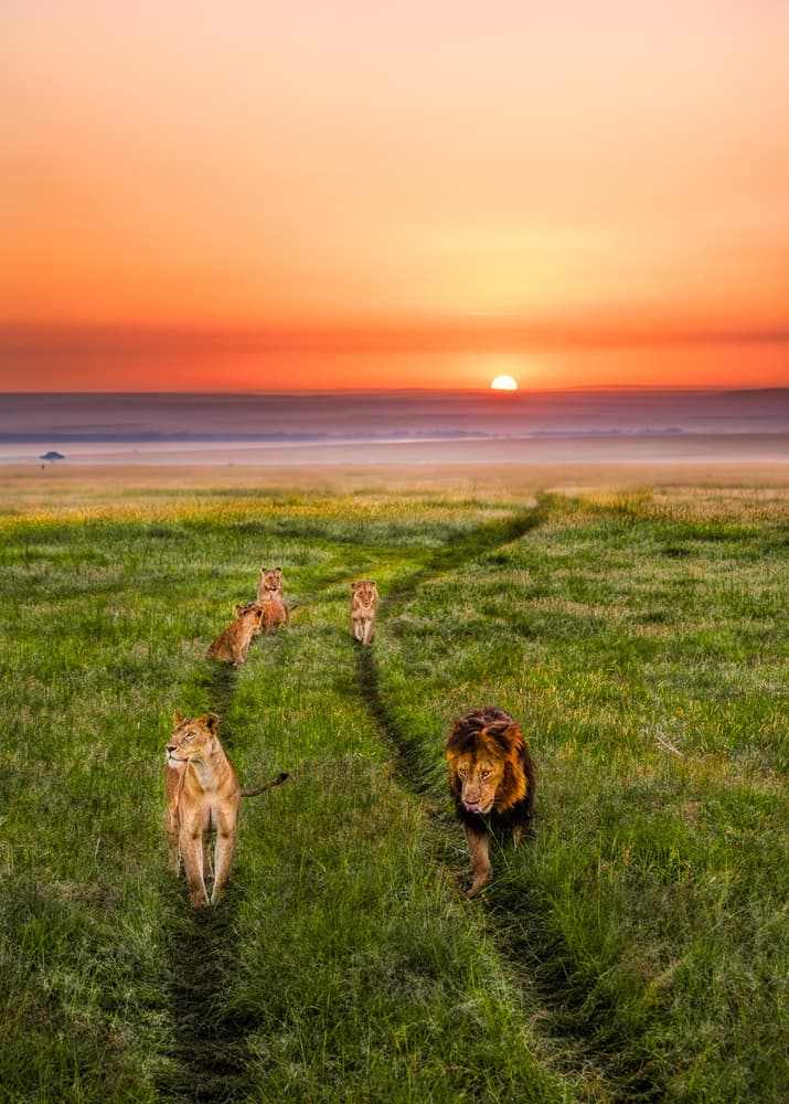 Lions Sunrise Savanna by John Fan — canvas wall art