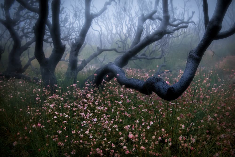 Misty Forest Pink Blooms by Yan Zhang — canvas wall art